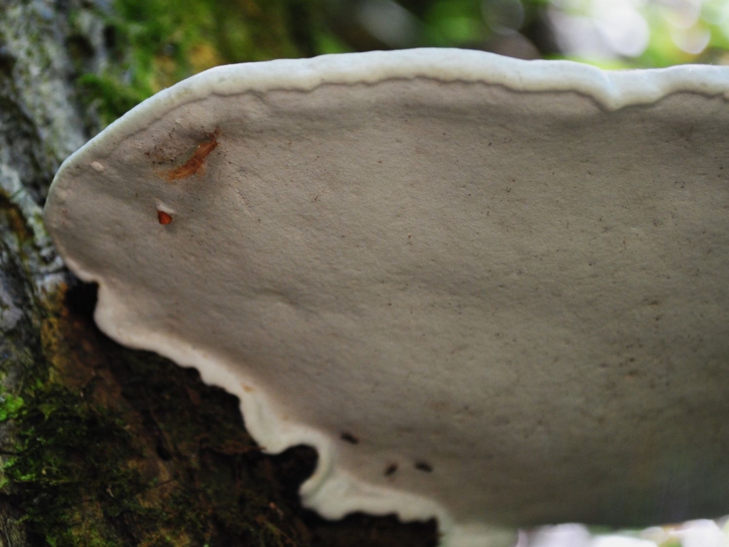 Artist’s Bracket - Wild Food UK
