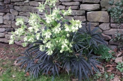 Stinking Hellebore