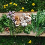 Spring 2026 online zoom course