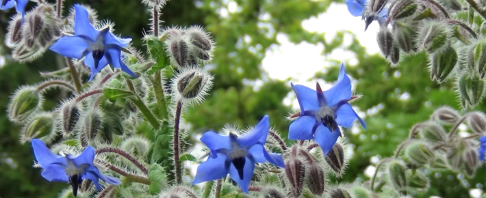 Borage