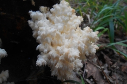 Coral Tooth