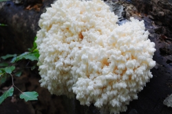 Fruiting Body