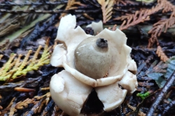 Collared Earthstar