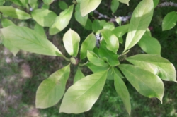 Leaves