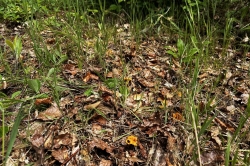 Habitat