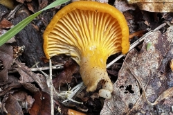 Gills
