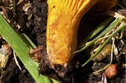 Stem