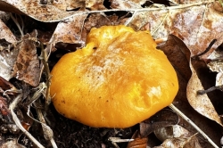 Cap