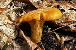 Orange Chanterelle