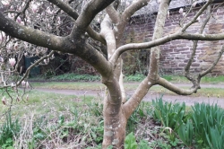 Trunk