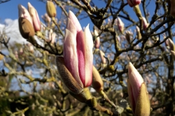 Magnolia