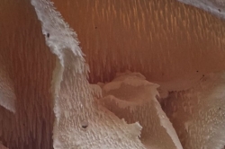Spines