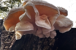 Fruiting Body