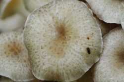 Fruiting Body