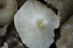 Pores