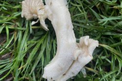 Stem