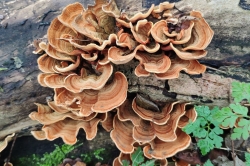 Yellowing Curtain Crust