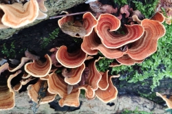 Fruiting Body