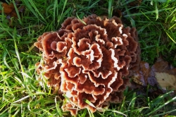 Fruiting Body