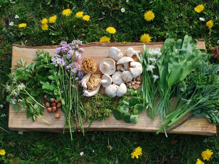 Foraging For Beginners