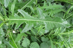 Leaves