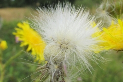Seeds