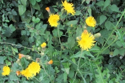 Perennial Sow-thistle