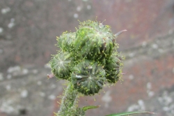 Flower Buds