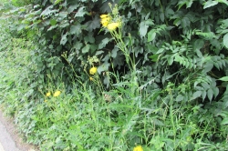 Habitat