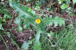 Prickly Sowthistle