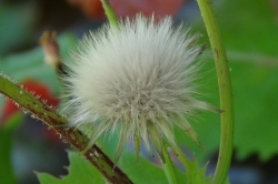 Seeds