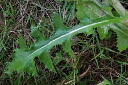 Leaves