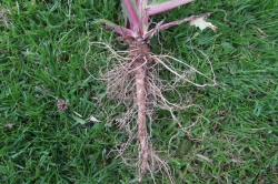 Roots