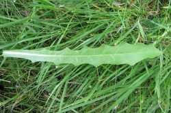 Leaves