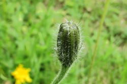 Flower Buds