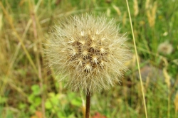 Seeds
