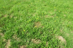 Habitat