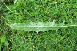 Leaves