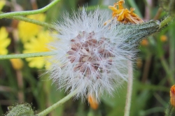Seeds