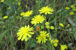 Smooth Hawksbeard