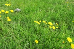 Habitat