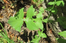Leaves
