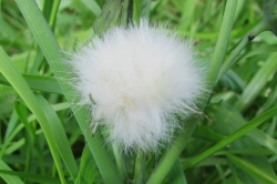 Seeds
