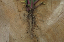 Roots