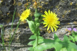 Common Sow Thistle