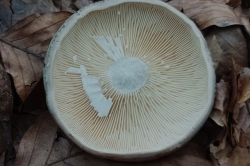 Gills