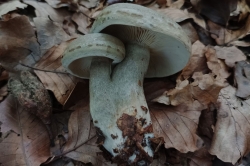 Beech Milkcap