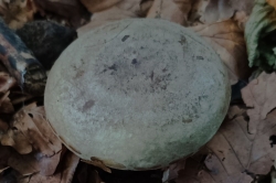 Cap