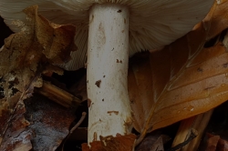 Stem