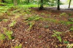 Habitat